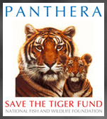 Panthera
