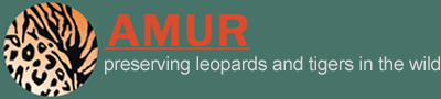 AMUR ( SIBERIAN ) LEOPARDS AND TIGERS